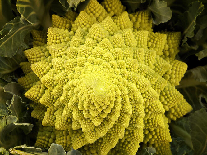 makamuki0-romanescu-3297134_1920