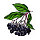 elderberry